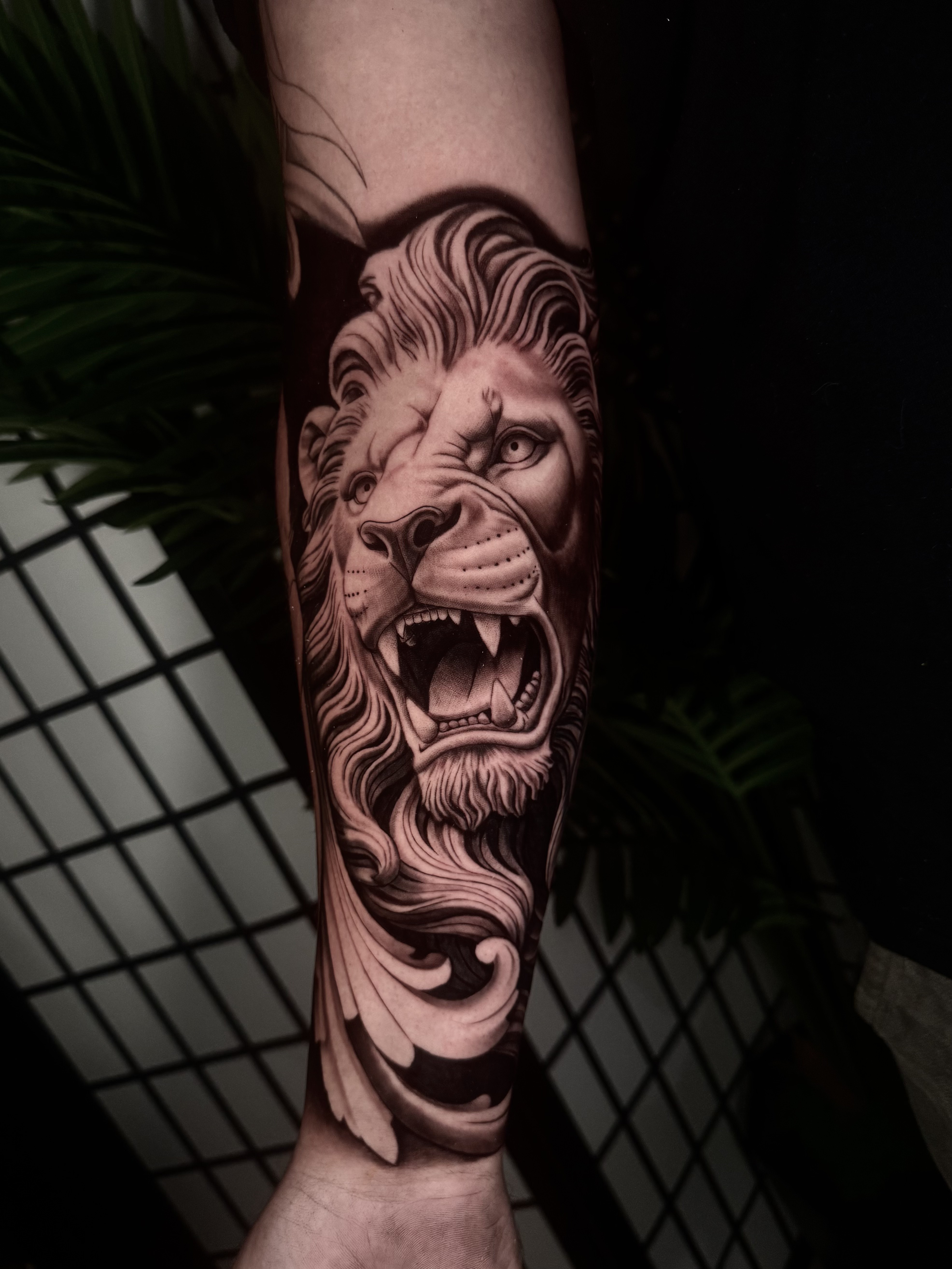 Roaring Lion — black & grey realism · forearm